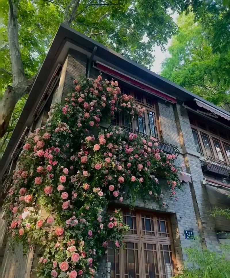 立体绿化新篇章 蔷薇缠绕的艺术与商机——辽冀园林专业设计施工一体化服务